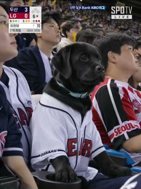 Korean Fancam Pet
